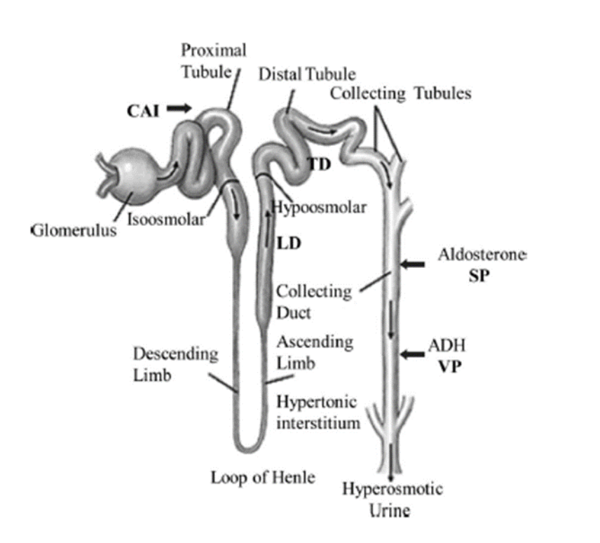 Diuretics Types, Mechanism of Action, Indications, Side Effects